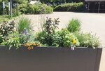 Hochbeete, wie hier in Borgsdorf, werden bevorzugt mit insektenrelevanten Pflanzen bestückt, insbesondere mit Bio-Kräutern.