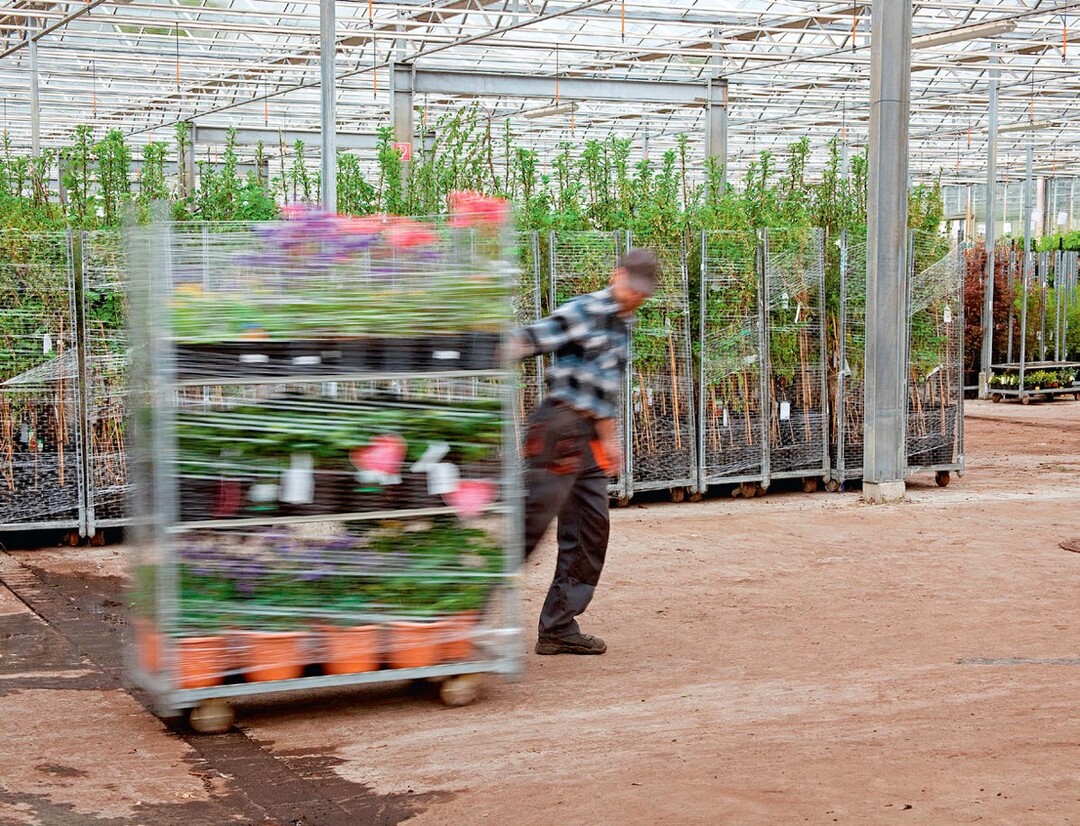 Betriebsstilllegungen in den Niederlanden und in Deutschland, eine Umstellung der Produktion auf Kalthauskultur und viele weitere Faktoren werden die Warenverfügbarkeit und Warenbeschaffung für 2023 erschweren.