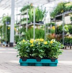 Über Pilotprojekte wie das bei Pflanzen-Kölle will Landgard das Handling der Mehrwegpaletten in der gesamten Lieferkette erproben.