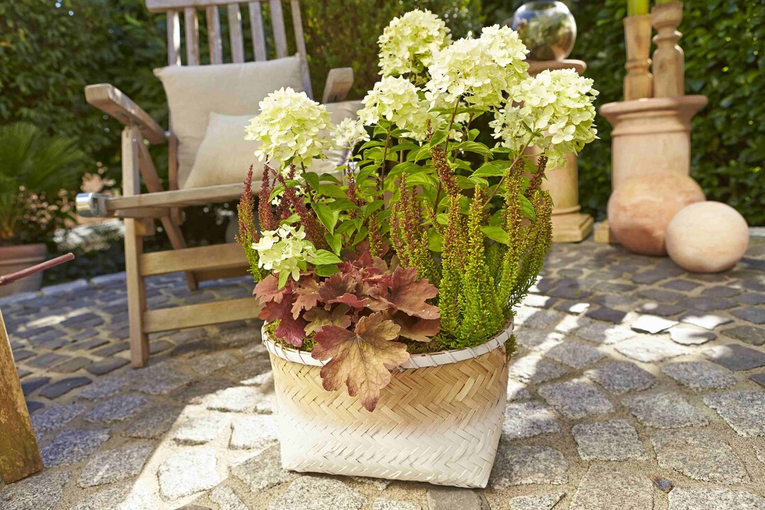 Malerische Farbverläufe zeigt dieses Trio aus grün-rot-laubiger Knospenheide, Hortensie und Purpurglöckchen.