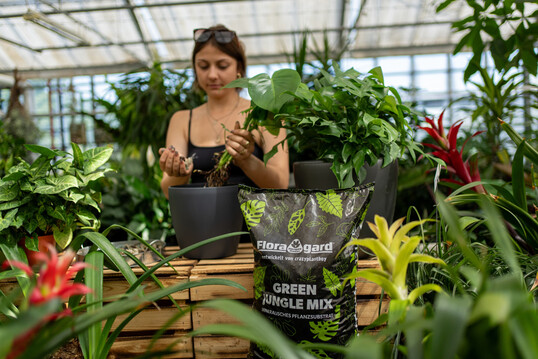 Der von YouTube-Creator Crazyplantboy Glenn Miotke entwickelte Green Jungle Mix ist das erste vollmineralische Floragard-Substrat auf Basis von Bims, Lava und Zeolith fr die Hydro- und Semihydrokultur. Die Einmaligkeit fr den deutschen Markt besteht in der groben Struktur und der Zusammensetzung. ber den QR-Code auf der Verpackung kommt der Verbraucher zu einem informativen YouTube-Tutorial von Glenn zur Anwendung des Produktes.
