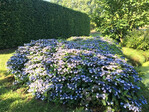 <i>Hydrangea serrata</i>
"Magic Pillow" ist eine einzigartige Hortensie, die den Boden bedeckt. Magic Pillow wird 70-90 cm hoch und blüht reichlich einjährig, je nach Säuregehalt des Bodens, mit flachen zartrosa bis violettblauen Blütenköpfen. Die Blütezeit ist früh im Frühjahr, sie beginnt Ende Mai/Anfang Juni und dauert bis in den Spätsommer. Im Herbst färbt sich das Laub dunkelrot. Magic Pillow gibt es in zwei Farben, rosa und blau. Auf dem Fotoetikett ist deutlich die Eigenschaft als Bodendecker angegeben ("Groundcovering Hydrangea"). Darüber hinaus ist ein einseitiges Poster erhältlich.