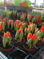 Frühlingsstimmung beim Platzhirsch, dem Gartencenter Florapark Wagner Wiesloch