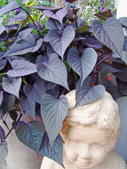 Bald eingehllt von 
<i>Ipomoea </i>
"Sweet Heart Jet Black"