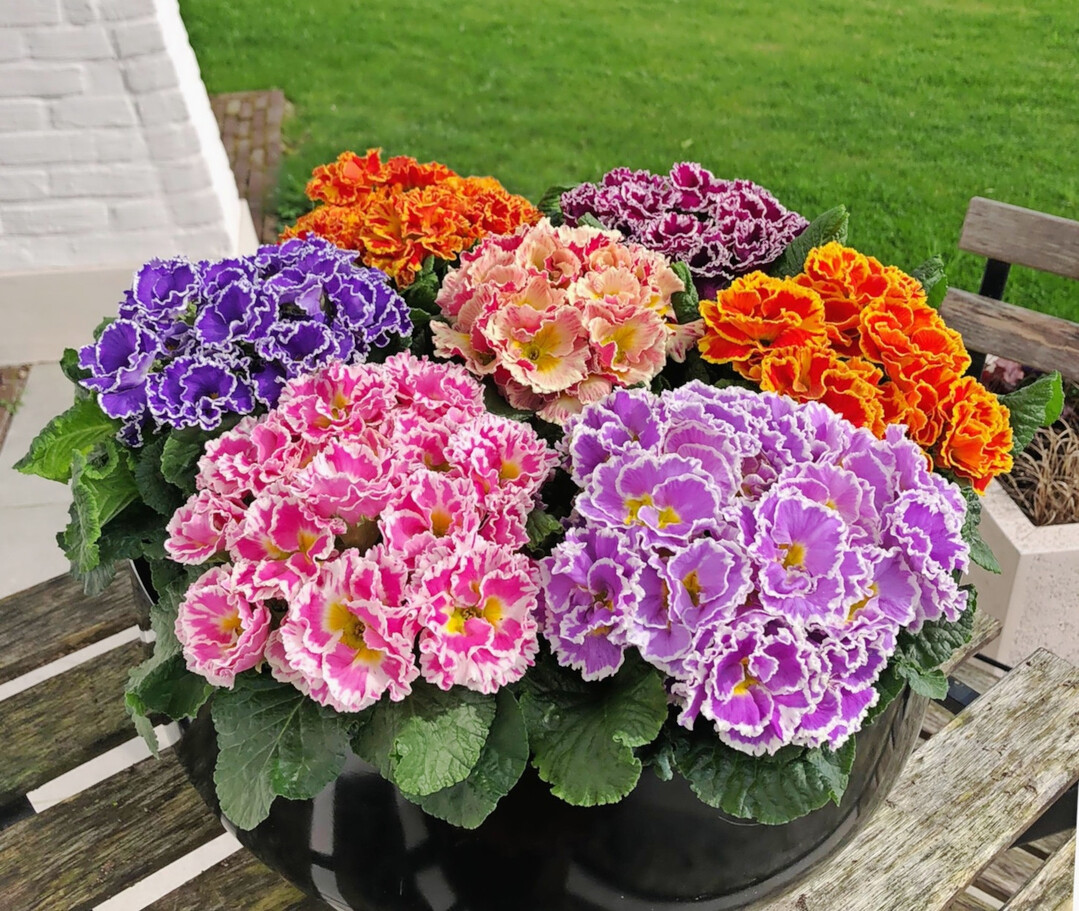 In der 
<b>Kategorie Frhjahrsblher</b>
 entschied sich die Expertenkommission fr Primula acaulis Flamenco Mix F1 der Firma Rudy Raes Bloemzaden n.v. aus Destelbergen in Belgien. Dieser Flamenco-Tnzer hat einzigartig gefranste Blten und ist eine Referenz an die spanische Tradition. Fr die Jury gab die Rschung der Blten, die einzigartig ist bei F1-Hybriden, den Ausschlag fr die Prmierung. Vollkommen neu fr generativ vermehrte Primeln und ein Kulturvorteil fr die Produzenten.