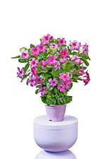 In der
<b>Kategorie „Beet- und Balkonpflanze“ </b>
ist als „IPM Neuheit 2025“die Sundaville® Blue der Firma Suntory Flowers Europe aus den Niederlanden ausgezeichnet. Der attraktive Wuchs mit weniger starken Ranken macht diese Sundavilla so besonders. In Kombination mit der außergewöhnlichen Farbe, die von Rosa über Schattierungen bis hin zu blau-violetten Blüten variiert. Sie blüht den ganzen Sommer durch und mag auch einen Platz in der vollen Sonne.