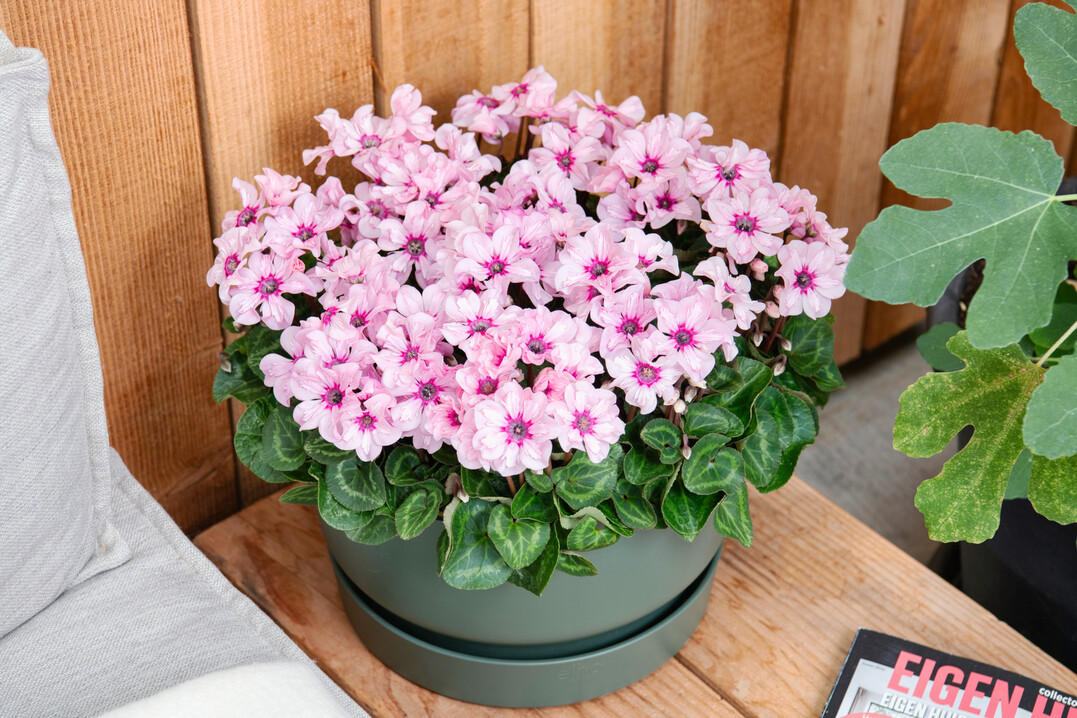 In der 
<b>Kategorie Blhende Zimmerpflanzen</b>
 erhlt die 
<i>Cyclamen persicum </i>
Illusia der Firma Schoneveld breeding aus Wilp in den Niederlanden den Titel IPM Neuheit 2025. Ihre tolle neue Bltenform lsst sie nicht sofort als typisches Alpenveilchen erkennen. Sie hnelt in voller Blte einer Bltenkrone mit unzhligen Knospen darunter. Sie ist am besten fr die Herbstkultur geeignet. Der Verbraucher darf sich ber eine ausgezeichnete Haltbarkeit von bis zu vier Wochen erfreuen, ohne dass die Blten altern.