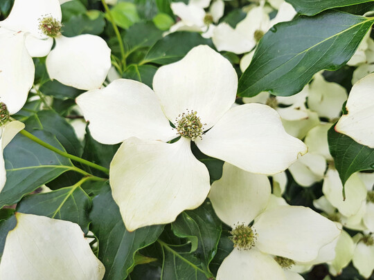 <i>Cornus kousa </i>
Flower Towervon Diderk Heinjeaus Edewecht ist eine von sieben ausgezeichneten IPM Neuheiten 2025.