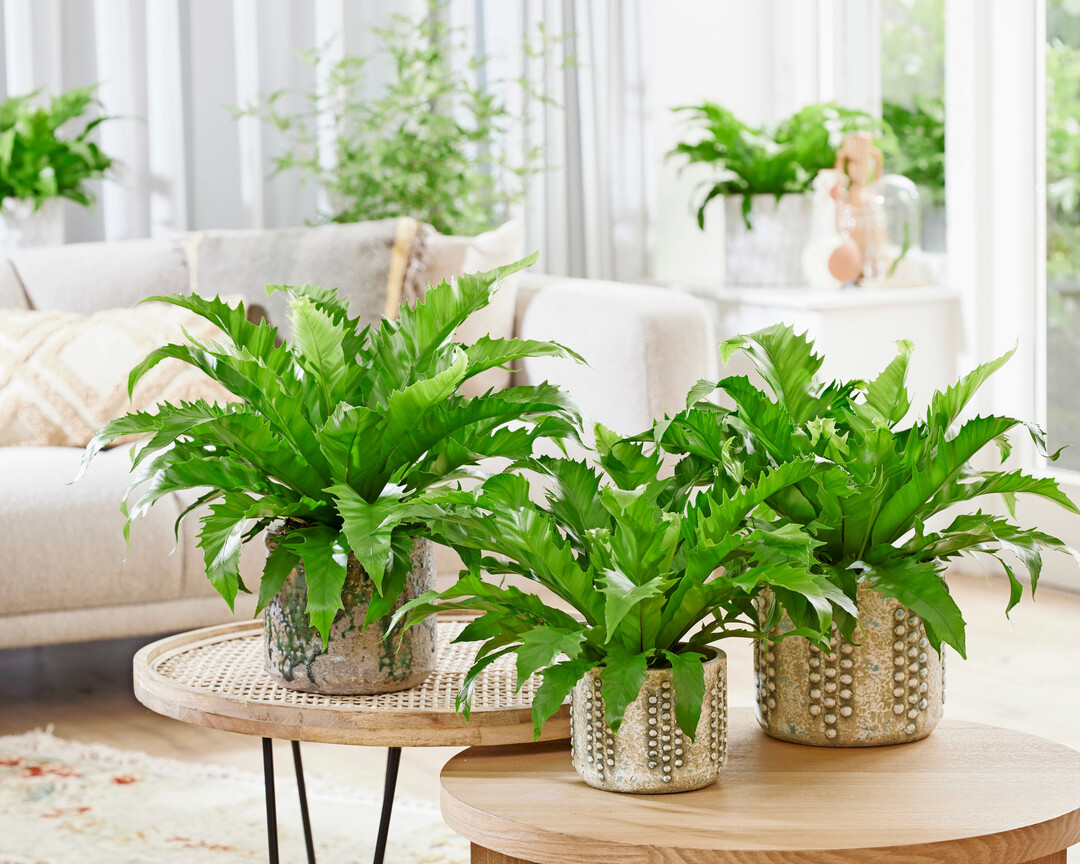 In der 
<b>Kategorie </b>
<b>Grne Zimmerpflanzen</b>

wurdedie
Asplenium antiquum Yuaspgio Gioia
der
Firma Vitro Plus B.V.
aus Burgh-Hamsteede in den Niederlanden mitdem Titel IPM Neuheit 2025 ausgezeichnet. Dieser Farn erweitert das umfangreiche Sortiment von grnen Zimmerpflanzen um einen Farn mit einzigartigen, gezackten Blttern und einer atemberaubenden, frischgrnen Frbung, die jeden Innenraum aufhellt. Ein hervorragender neuer Trendfarn und eine Variation der bestehenden Vogelnestfarne.