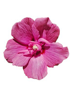 Mit einem
<b>Sonderpreis</b>
<b> </b>
der Jury wird in diesem Jahr die
Hibiscus syriacus Flower Tower Ruby
der
Firmen
Kordes Jungpflanzen Handels GmbH und Heinje
ausgezeichnet. Die schmale Säulenform ist neu für Hibiskus und eignet sich deshalb sehr gut für den kleinen Garten, aber auch für Balkon oder Terrasse, gerne auch als Hecke gepflanzt. Er verzweigt sich gut und erfreut durch seine lange Blütezeit von Ende Juli bis Anfang Oktober Bienen und Schmetterlinge.