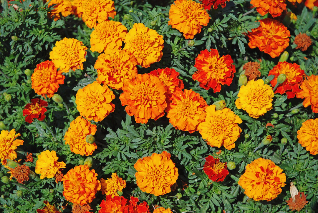 Fr Zwischen- und Unterpflanzungen sehr beliebt, die vielblumige 
<i>Tagetes patula</i>
.