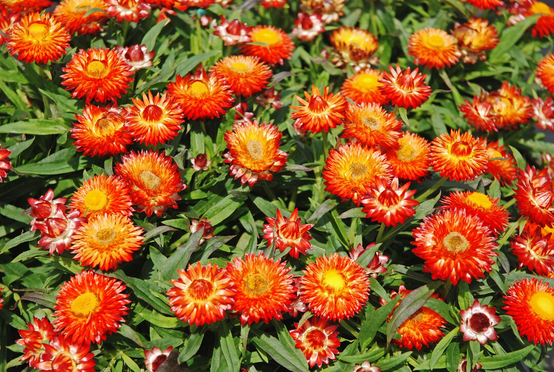 "Mohave Orange", die Topf-Strohblume zeigt sich sommerlang in bester Blhlaune