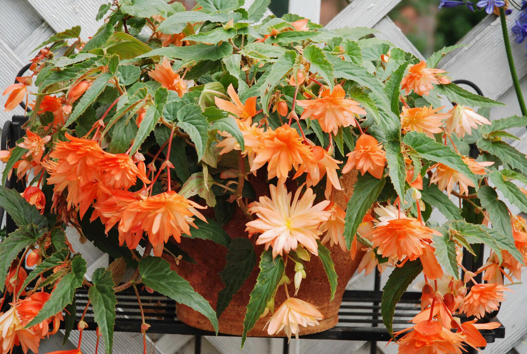 Fr Gefe mit Freiraum nach unten prdestiniert, 
<i>Begonia </i>
"Belleconia Soft Orange.