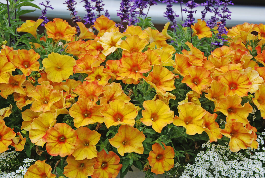 Die Gattungskreuzung "BeautiCal Sunset Orange" luft im Laufe des Sommers zur Hochform auf.