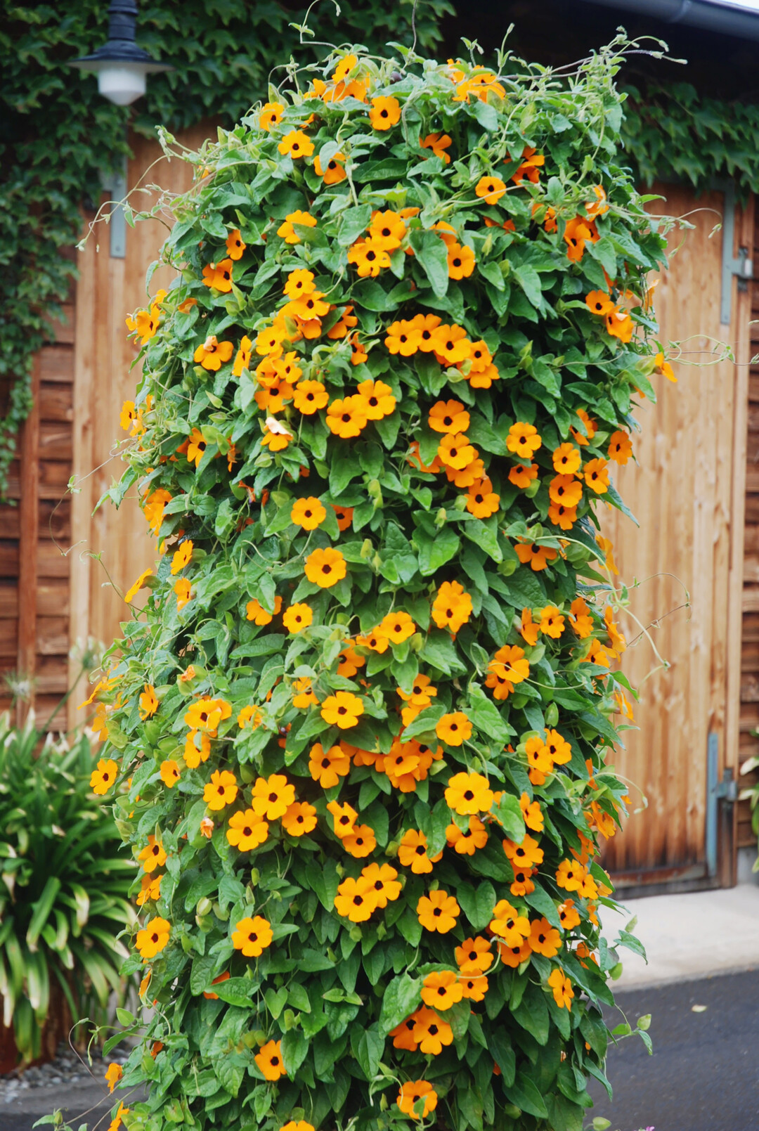 Traumhaft schn, die Bltensule des Kletterknstlers Thunbergia alata "Sunny Susy New Orange."
