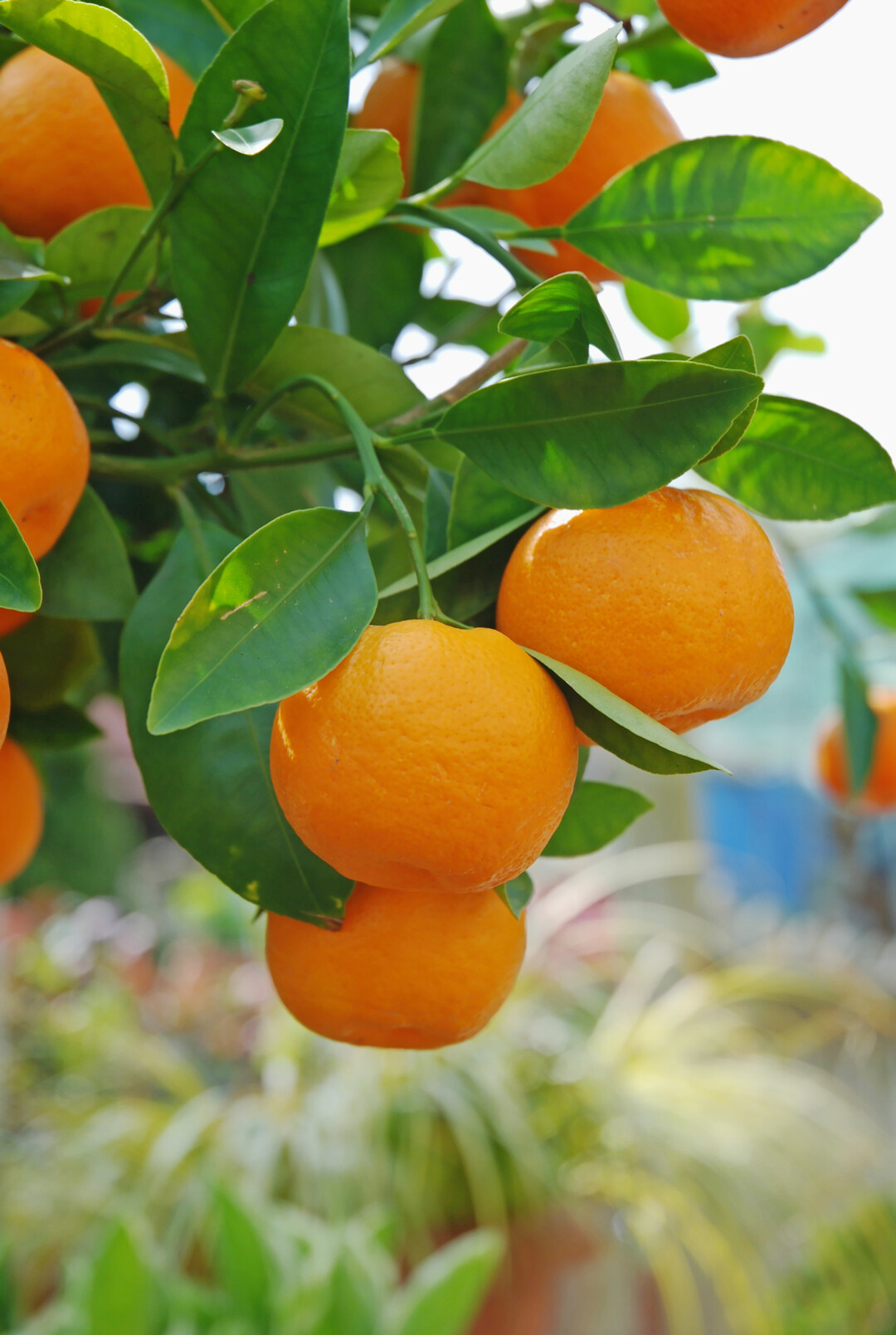 Beim Thema "Orange" darf ein Zitrusgewchs wie etwa Calamondin nicht fehlen.