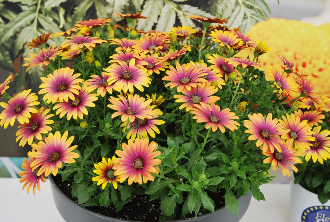 Mit ihrem faszinierenden Farbenspiel sorgt 
<i>Osteospermum </i>
"Purple Sun" fr Sommerspa und gute Laune.