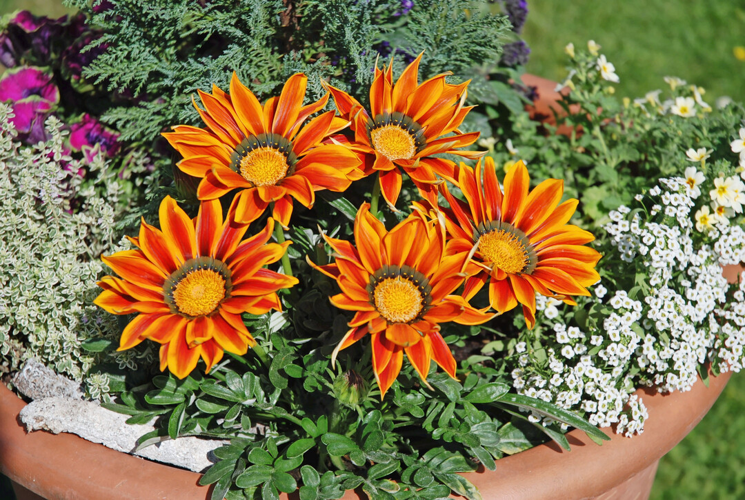 Blte fr Blte ein Augenschmaus, so kommt die 
<i>Gazanie </i>
"Big Kiss Orange Flame" daher