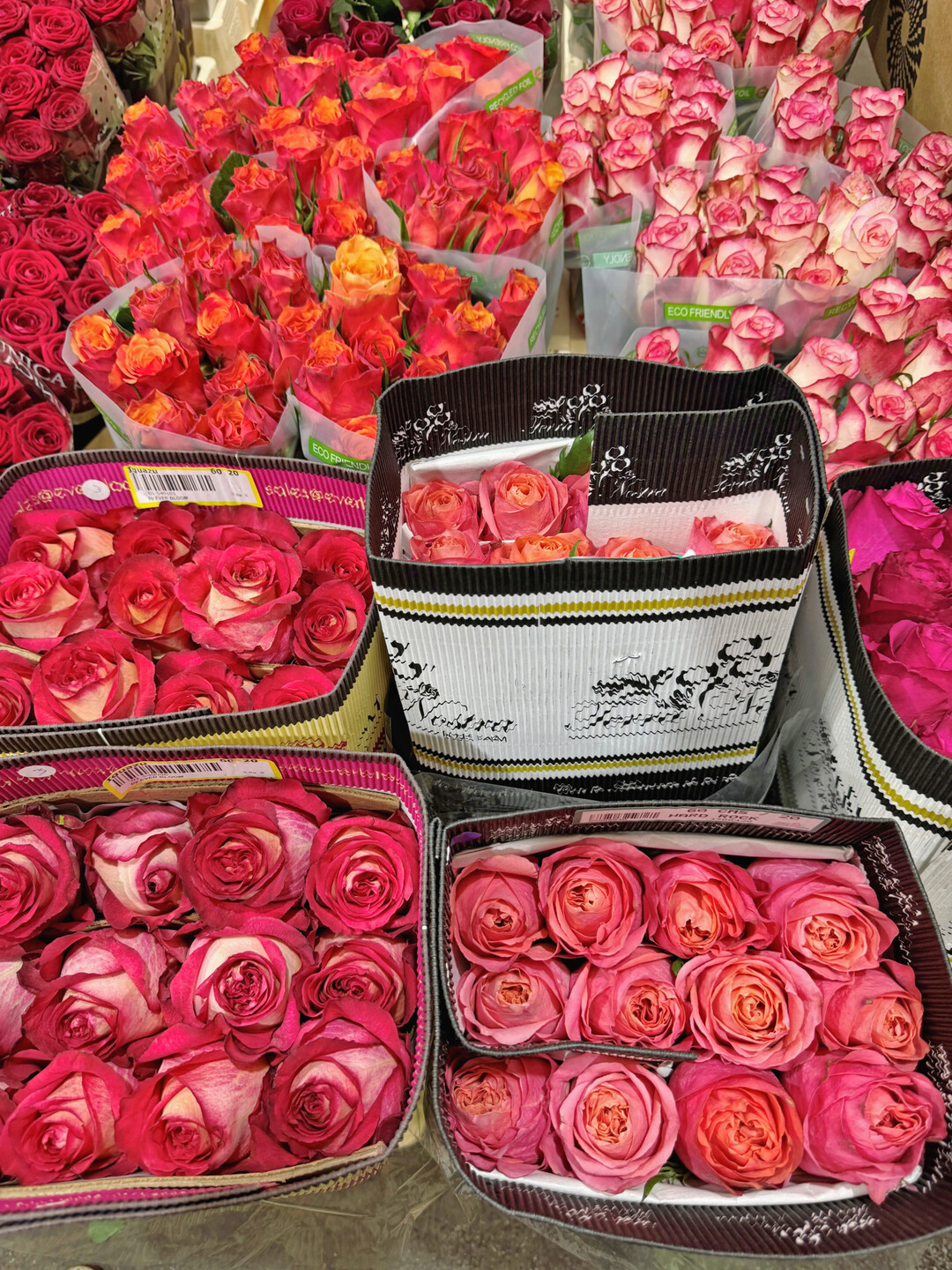 Ecuadorrosen hatten zum Valentinstag eine besonders gute Qualitt.