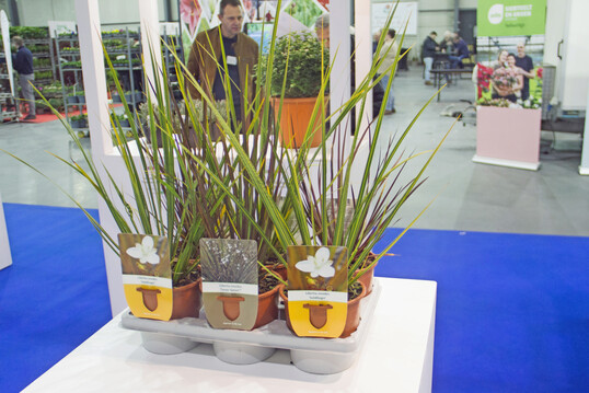 Das Konzept umfasst gemischte Trays von "Goldfinger und "Taupo Sunset fr Gartencenter.