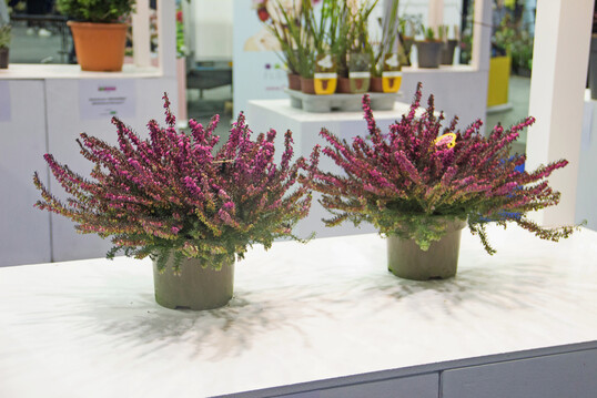 Florall Award in Bronze: Die großen, tiefroten Blüten der
<i>Erica </i>
x
<i>darleyensis </i>
"Torero" und der harmonische Übergang der Blüten zu den Blättern haben die Jury überzeugt.
