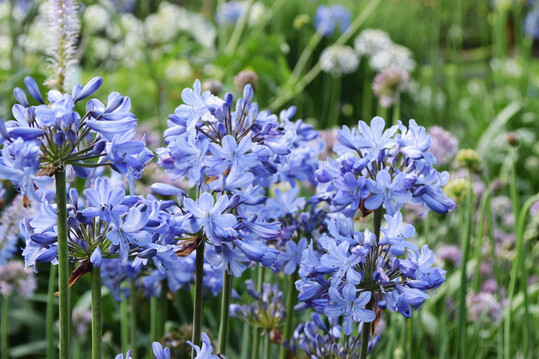 Gewinner  des Publikumspreises: 
<i>Agapanthus campanulatus</i>
 "Blue Curaao" 
