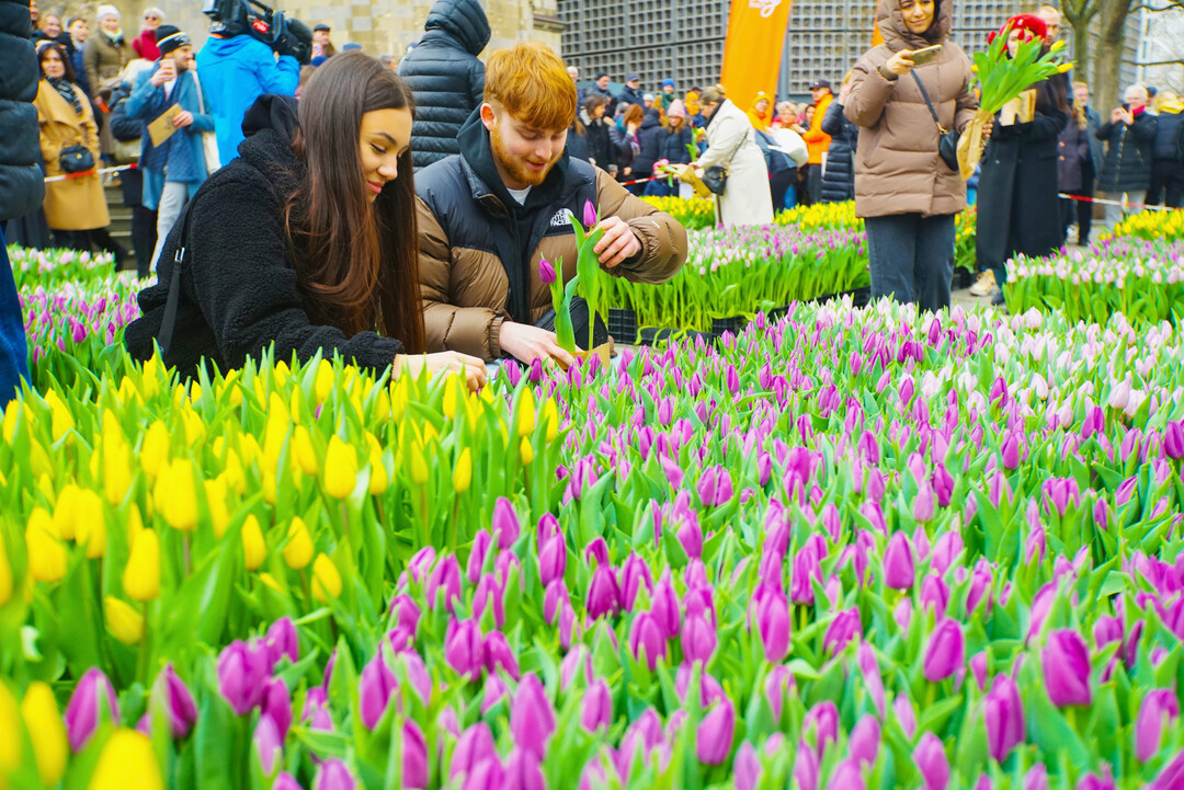 50.000 farbenprchtig blhende Tulpen schmckten am 15. Mrz den Platz neben der Berliner Gedchniskirche.