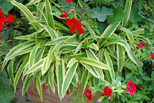 <i><b>Carex ciliatomarginata</b></i>
<b> "Shima-Nishiki" (</b>
<i><b>syn. C. siderosticta </b></i>
<b>"Island Brocade") </b>
Die Breitblattsegge l�sst sich als Ziergras sehr gut mit vielen Beet- und Balkonpflanzen kombinieren. Der dichte gr�n-gelbe Blattschopf setzt als Zwischen- oder Randbepflanzung interessante Akzente. Das sommergr�ne Ziergras bevorzugt sonnige bis halbschattige, nicht zu trockene Standorte. Ausgepflanzt �berwintert es mit Rhizomen. In Gef��en ist die �berwinterung unsicher und eine Reisigabdeckung anzuraten.