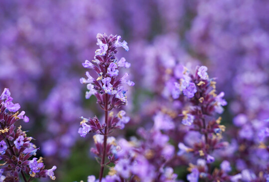 Leuchtend lilablau präsentiert sich die dritte Neuheit:
<i> Nepeta x faassenii</i>
‘Purrsian Blue’.