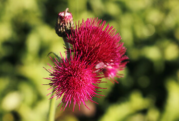Die Purpur-Kratzdistel 
<i>Cirsium rivulare</i>
 Atropurpureum ist eine der Stauden-Neuheiten 2025.