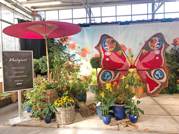 Schmetterlingspflanzen im Gartencenter