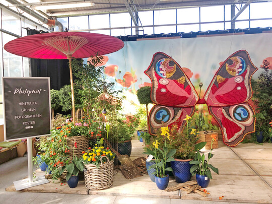 Schmetterlingspflanzen im Gartencenter