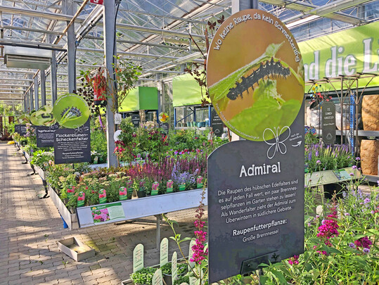 Schmetterlingspflanzen im Gartencenter