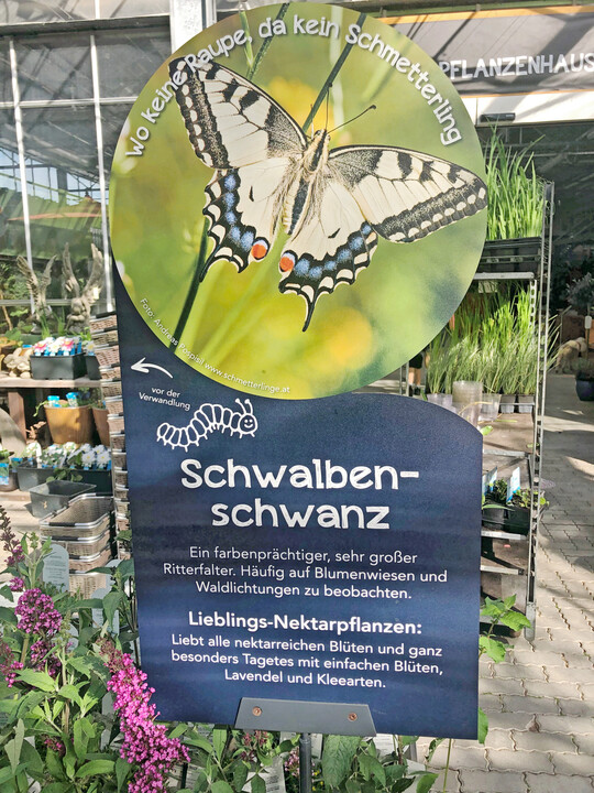 Schmetterlingspflanzen im Gartencenter