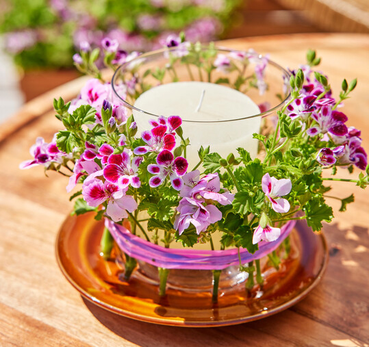 Ideen für kreative Arrangements mit Geranien liefert die Marketinginitiative auf ihrer Homepage:
<a href="https://pfe-trade.com/" target="_blank" >pfe-trade.com</a>