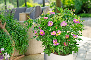 Rosy Boom Wildlife  trockenheitsresistente Bltenpracht