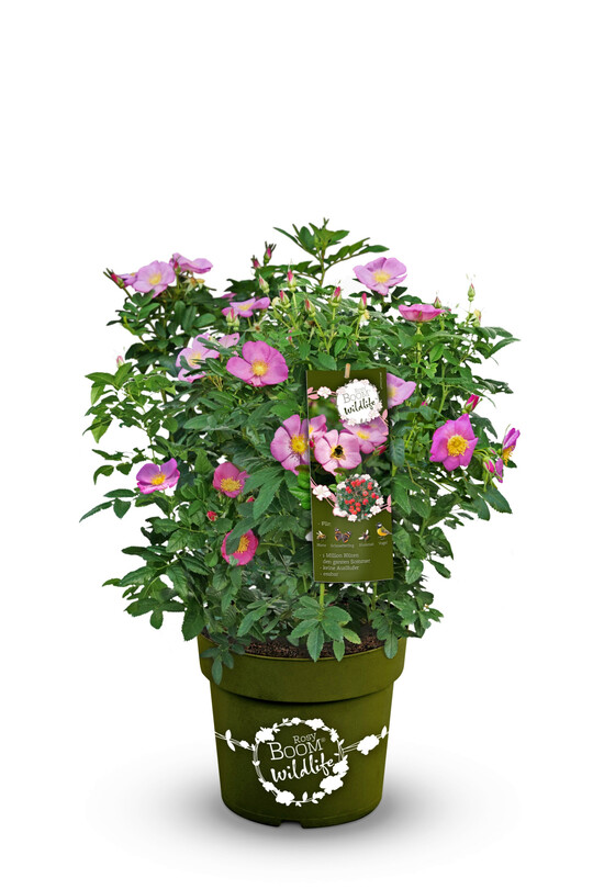 Die Rosy Boom-Wildlife sorgt fr mehr Biodiversitt im Garten.