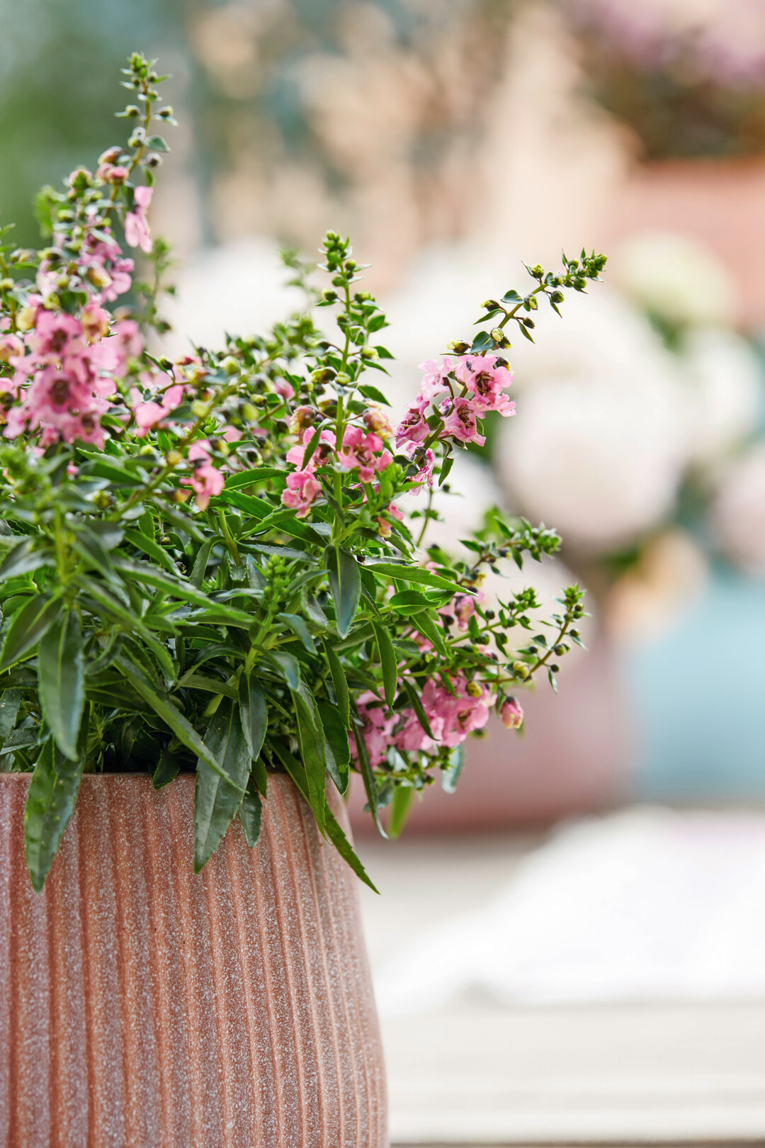 Cocooning in Pastelltnen  das ist der Trend Beloved fluffiness. Der Elfenspiegel ist eine fluffig blhende Zierpflanze fr Garten und Balkon und passt perfekt zum Trend. 