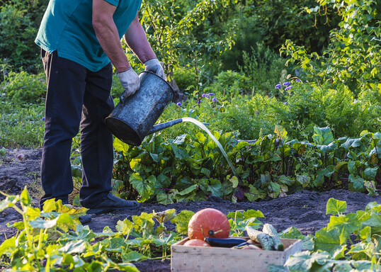 Der Anbau von Obst, Gemse und Krutern im eigenen Garten boomt weiter.