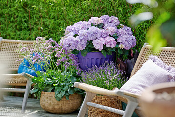 Hortensien bringen bunte Bltenpower auf Balkon, Terrasse und in den Garten.