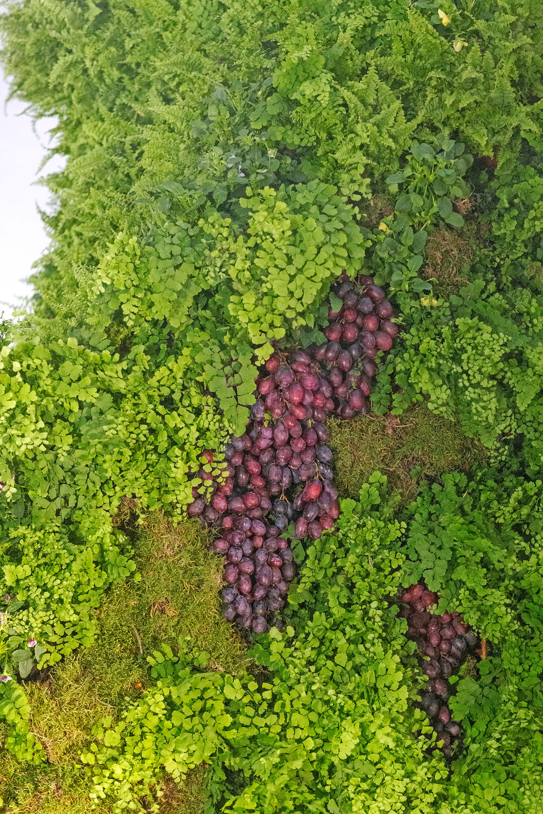 Neben Frauenhaar- und Schwertfarn kamen auch 
<i>Asparagus</i>
-Pflanzen zum Einsatz. Moos diente neben der dekorativen Wirkung auch als Wasserspeicher. Echte Weintrauben setzten dunkle Akzente.