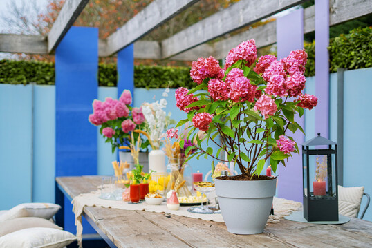 Dauerbrenner  
<i>Hydrangea paniculata</i>
 Bloody Marie