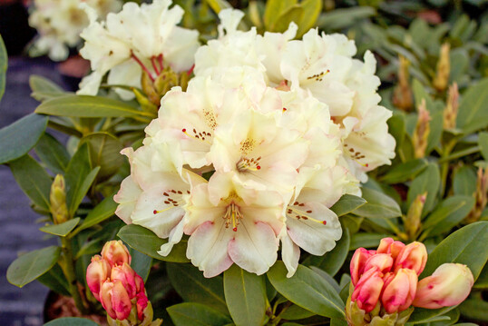 Rhododendron yakushimanum Bohlkens Juditha