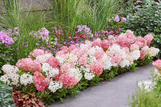 Hydrangea paniculata Groundbreaker