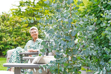  Eukalyptus gunnii Blaue Liebe wird bei Heinje im 2,3-Liter und 6-Liter-Topf angeboten