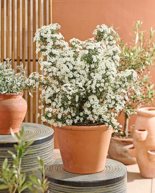 <i>Olearia phlogopappa</i>
 Spring Bling