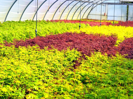 Farbenfrohes 
<i>Acer palmatum</i>
-Sortiment