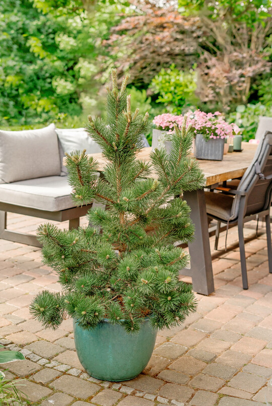 Neuheit beim Kiefernsortiment: 
<i>Pinus uncinata</i>
 Bluzarre