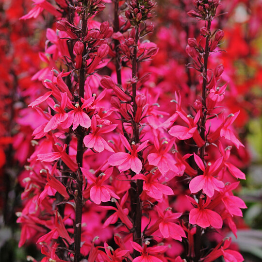 Lobelia  speciosa Starship Deep Rose