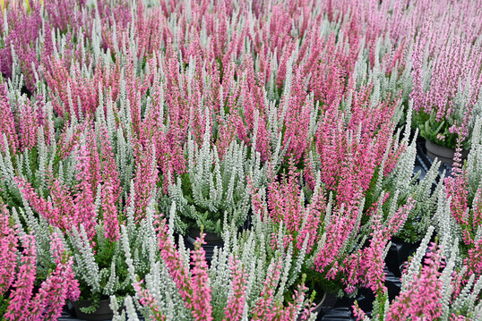 Fluffy Kiss sorgt fr einen Blickfang mit hoher Leuchtkraft ab Mitte September.